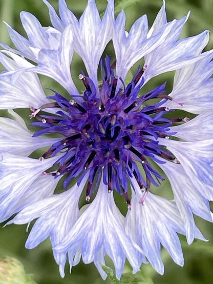 Close up of a cornflower. Center is deep blue surrounded by white petals that have a sheen of light blue. Feels like a galaxy from deep space