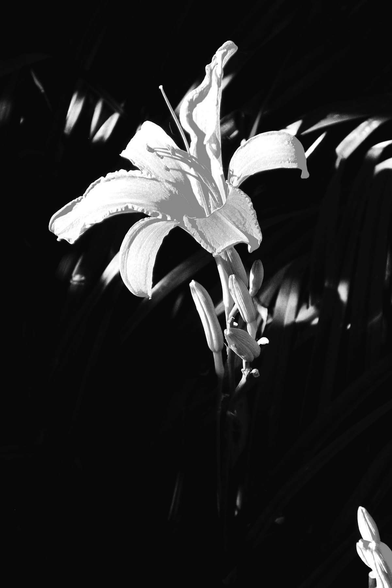 Black and white photography of a daylily.