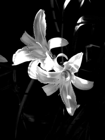 Black and white photo of daylilies. 