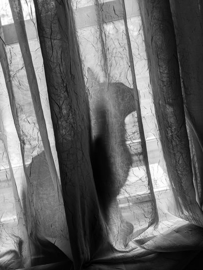 black and white photo of a cat sitting behind a curtain while looking out a window.