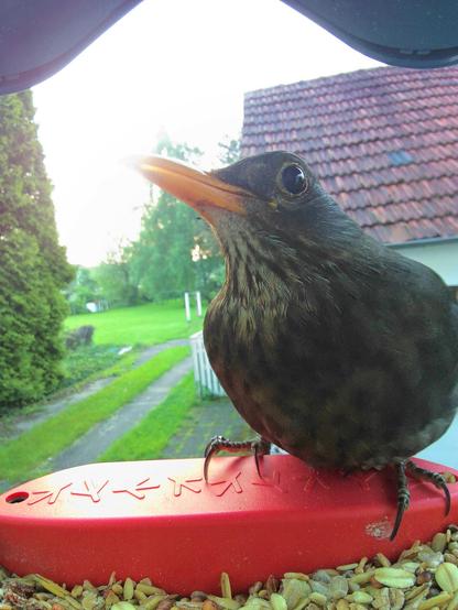Amsel im Futterhäuschen