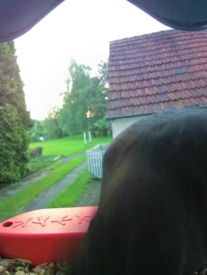 Amsel im Futterhäuschen