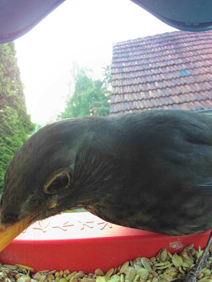 Amsel im Futterhäuschen