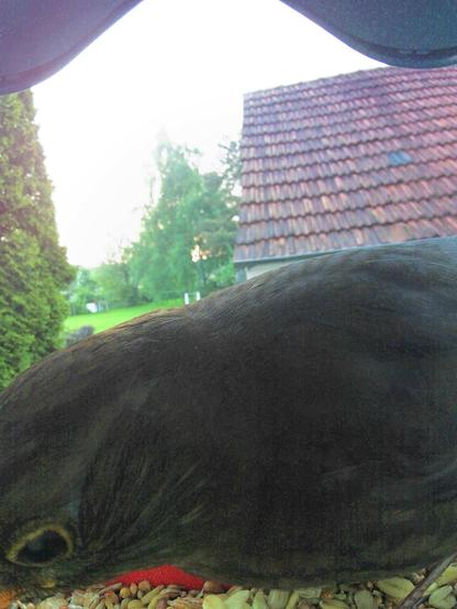 Amsel im Futterhäuschen