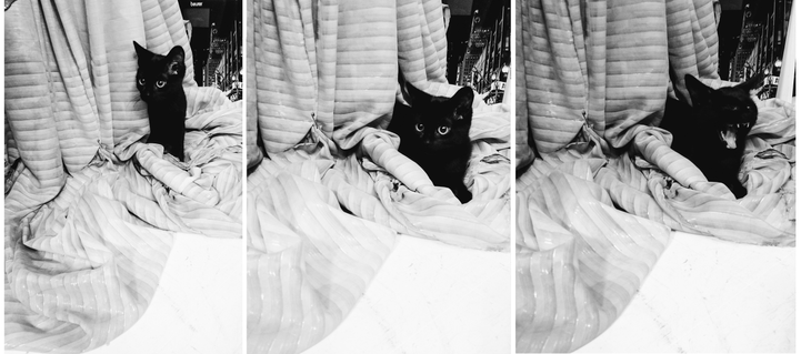 photos of a black kitten playing in fabric