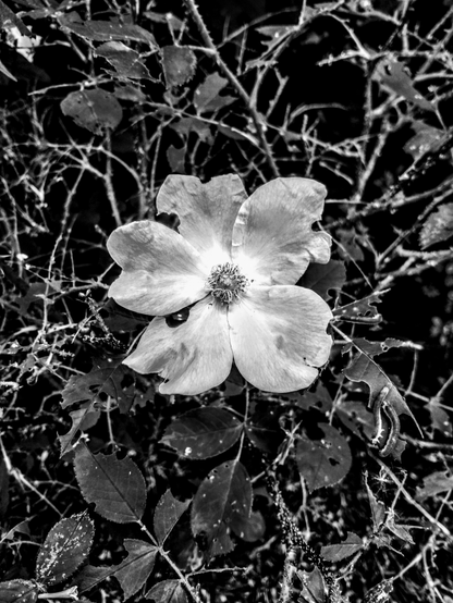 Black and White photo of a small flower