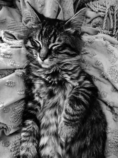 Photo of a tabby kitten sleeping on a blanket.
