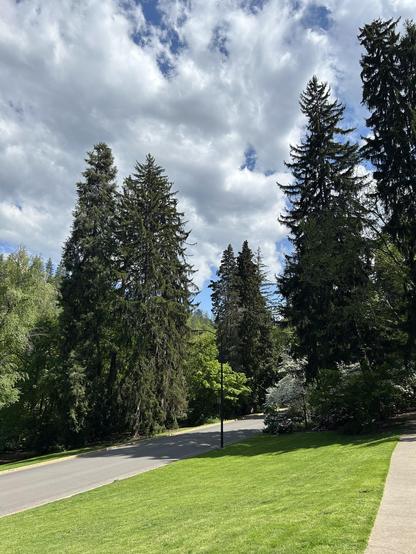 picture of trees and clouds, Lithia Park, Ashland OR, US