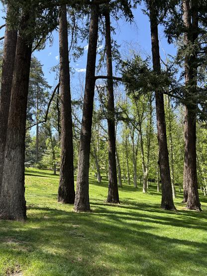 picture of trees, Lithia Park, Ashland OR, US