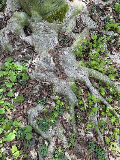 picture of roots of a tree, Lithia Park, Ashland OR, US