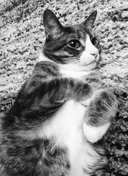 A close up black and white photo of a tabby cat lounging on a carpet.