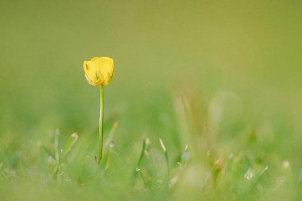 Das Bild zeigt eine einzelne, leuchtend gelbe Blüte eines Hahnenfuß, die inmitten eines grünen, leicht unscharfen Hintergrunds steht. Die Blüte hat mehrere Blütenblätter, die sich leicht nach oben wölben und eine Art kleine Schale bilden. Auf der Blüte sitzt ein Insekt.
Das Gras ist ebenfalls grün, aber in verschiedenen Helligkeitsstufen und Unschärfegraden, was dem Bild eine sanfte Tiefe verleiht. Einige Grashalme im Vordergrund sind schärfer und zeigen feine Details. Hier und da sind kleine, helle Punkte zu erkennen,  Tautropfen auf den Gräsern.
 Die Komposition ist einfach und ruhig, mit der einzelnen Blüte als zentralem Fokus.