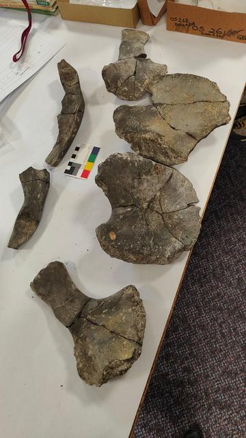 Myself along with palaeontologists Nigel Larkin, Mark Evans and Richard Forrest. Laid out some of the bones that make up the pelvic girdle of an ichthyosaur. To try and establish if they could actually be associated.