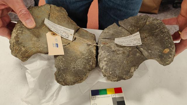 Mark Evans shows how the coracoids could fit together.