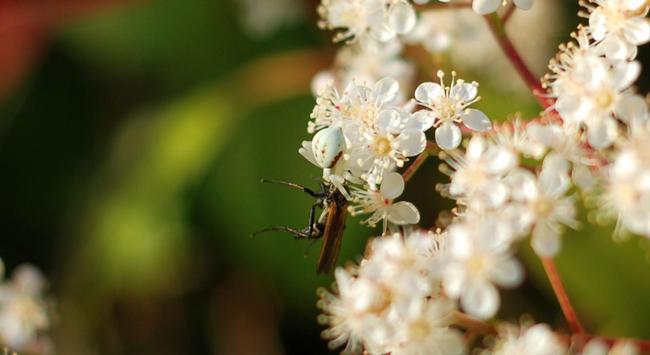 Une petite araignée, la Thomise variable, Misumena vatia, en train de manger une proie en étant sur une fleur. Cette araignée a pris les couleurs des fleurs pour se camoufler, à savoir blanc et rose.