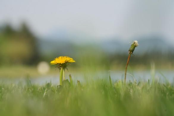 Die Aufnahme zeigt zwei einzelne Löwenzahnpflanzen in einer grünen Graslandschaft. Im Vordergrund, leicht links der Bildmitte, steht eine voll erblühte Löwenzahnblüte. Ihr kräftiger, grüner Stiel trägt eine leuchtend gelbe, runde Blüte aus zahlreichen, dichten Blütenblättern. Unterhalb der Blüte sind grüne Hüllblätter sichtbar.
Rechts davon, etwas weiter entfernt und nach hinten versetzt, befindet sich ein weiterer Löwenzahn mit seinem charakteristischen, kugeligen Samenstand, die Pusteblume. Der schlankere, grüne Stiel trägt eine fast perfekte Kugel aus feinen, weißen Haaren mit Samen.
Beide Pflanzen stehen inmitten eines dichten, grünen Grasteppichs, wobei das Gras im Vordergrund unscharf ist und den Fokus auf die Löwenzahnpflanzen lenkt. Im unscharfen Hintergrund deutet eine helle Fläche auf Wasser hin, darüber eine sanfte Landschaft in hellen Blau- und Grautönen. Der Himmel ist hell und diffus.
Das Licht ist sanft und gleichmäßig. Der Fokus liegt klar auf den beiden Löwenzahnpflanzen, die als zentrale Elemente in ihrer grünen Umgebung präsentiert werden. Die Komposition wirkt ruhig und einfach.