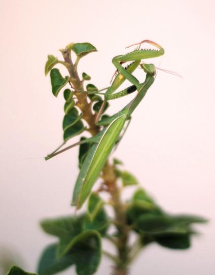 Mante religieuse sur une plante, devant un mur blanc. Elle lève les pattes vers sa tête pour se les nettoyer.
