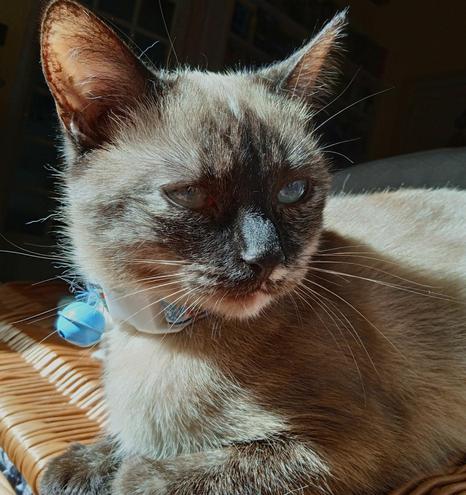 Small Siamese cat in a sunbeam. Her blue eyes are half closed, dark face turned slightly right. White spots pepper her chin and right cheek (seal tortoiseshell point). Her ears are lit up, glowing pink with fine dark hairs visible.