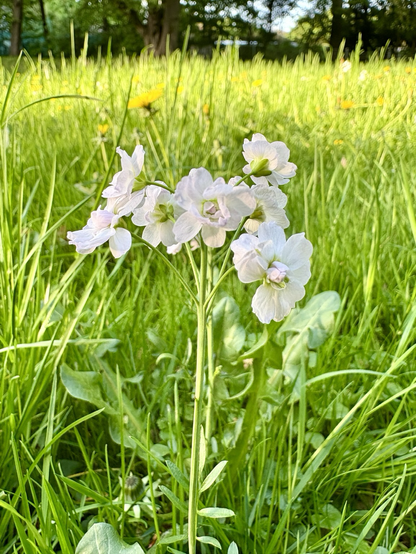 Helle Blume mit mehreren Blüten zwischen Grashalmen