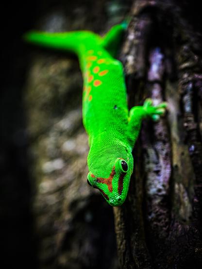 A vivid green gecko with striking red markings on its face and back clings vertically to the rough bark of a tree, its eye sharply in focus against a blurred background. The texture of its skin and the intense color contrast create a dramatic and detailed close-up.