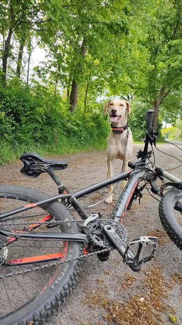 Bild zeigt ein auf dem Boden liegendes schwarz-oranges Mountainbike. Dahinter steht ein blonder Hund, der leicht hechelt. Im Hintergrund eine Hecke und Bäume.