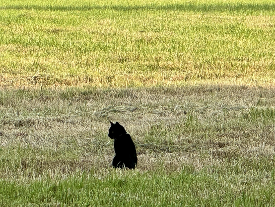 Black cat in the green field.