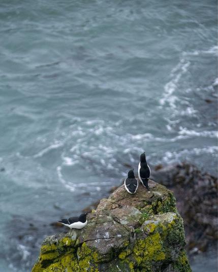 Three razorbills perched on a mossy rock formation overlooking the ocean.