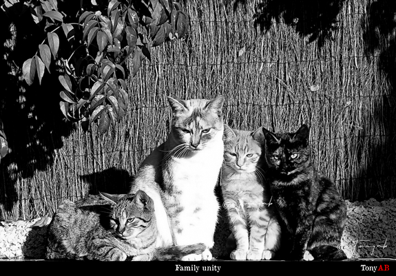 Casual photograph of four cats together, three standing and one seated.