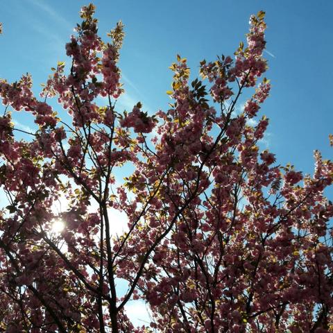 rayons du soleil à travers le feuillage des fleurs et feuillage de cerisiers 