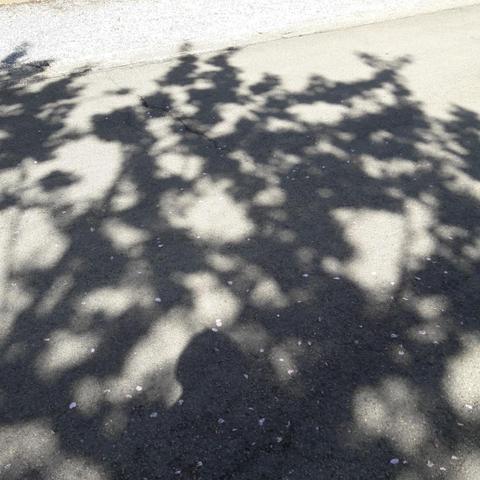 ombre du feuillage de cerisier sur le sol