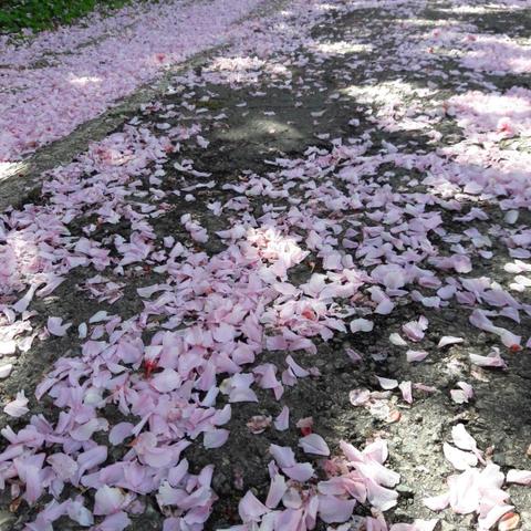 myriade de pétales de fleurs de cerisier rose sur le sol