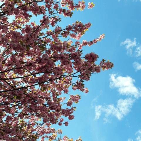 sous les branches de cerisiers roses, le ciel bleu et les nuages blancs au-delà.