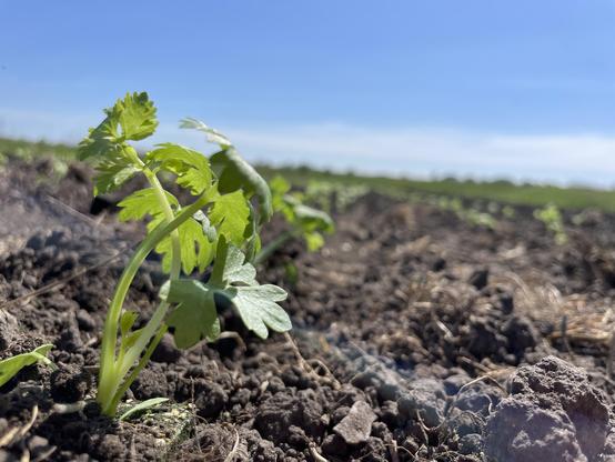 A close-up at ground level of a small Celeriac plant, the first in a long row in otherwise dark earth