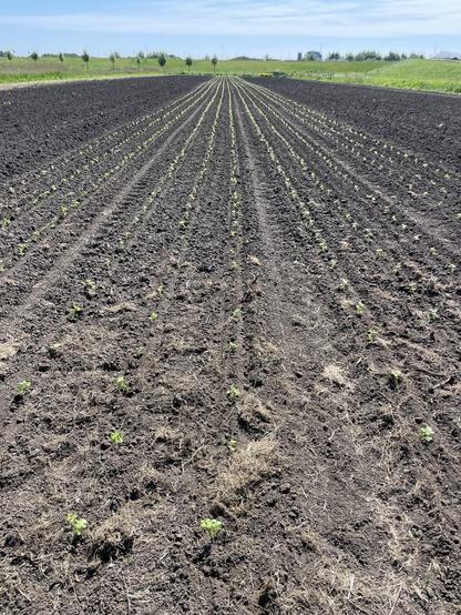 Work done! Four beds of each three rows of light green little celeriac plants in a larger earth coloured field