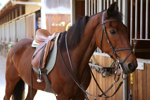 a chesnut coloured horse outside a stable - very dark tack - light tan saddle - no rider