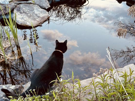 A black cat sits on the edge of a pond. His back to the camera, it gazes upon the surface of the pond, which is vividly reflecting fluffy clouds in a blue sky. Rocks and scattered early spring flora rings the pond. 