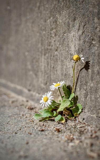 A little daisy blooms from between the cracks in stone steps that are covered in sand and flecks of rust. Potsdam, 1 May 2025. Nikon D5600, Nikkor DX 35 mm ƒ1.8G, ISO 100, -0.3 ev, ƒ5, 1/1000s