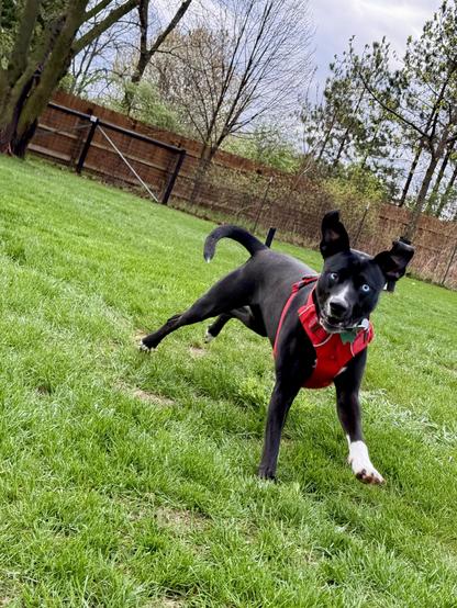 Bubbles the dog, mid-stride at the dog park as she races around on a cool, wet Spring morning.