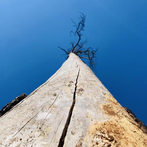 Ein toter Baum in der böhmischen Schweiz. Die Rinde ist ab und die Krone verdürrt. 