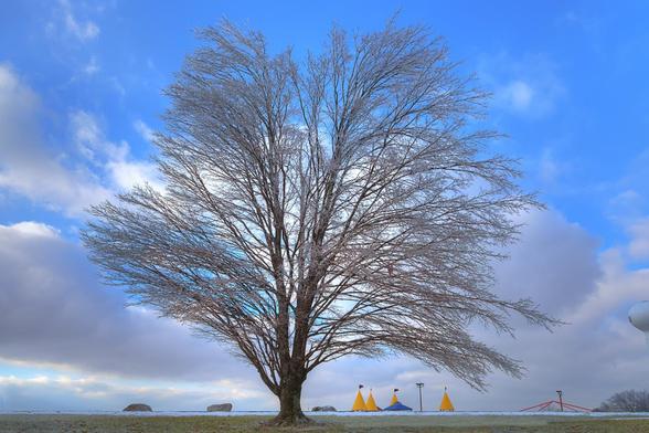 A majestic tree stands prominently against a bright blue sky with scattered clouds.