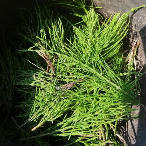 Bright green Christmas tree like fronds of common horsetail Equisetum arvense.