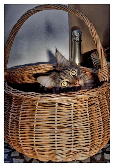 The picture shows a young, brown tabby Maine Coon cat with large, bright yellow eyes looking out of a round, woven basket. The cat has tilted its head slightly and is looking directly into the camera.