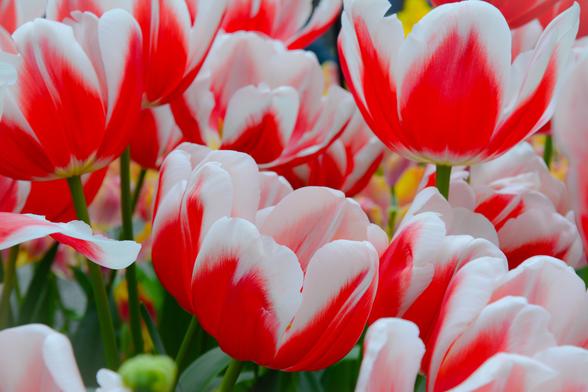 A vibrant collection of tulips 