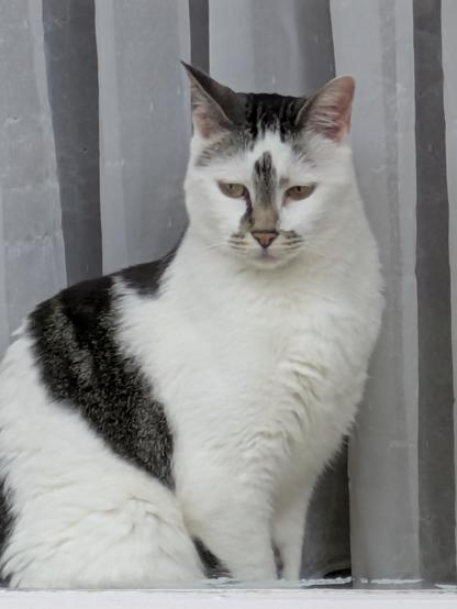 a mostly white cat with grey accents on her nose, cheeks, and head, and a black and grey saddle, sits up in her window in front of white curtains