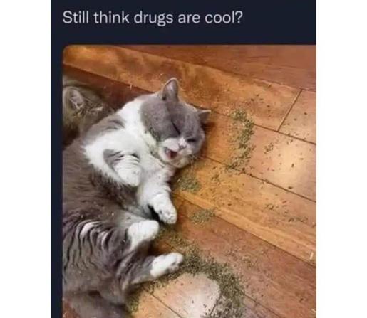 cat passed out with catnip all over him and around him

still thing drugs are cool?