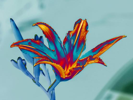 Lily color variation 1