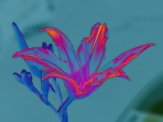 Lily color variation 3