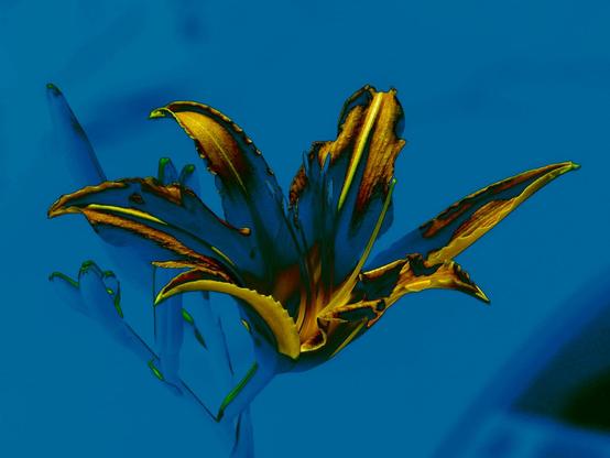 Lily color variation 2