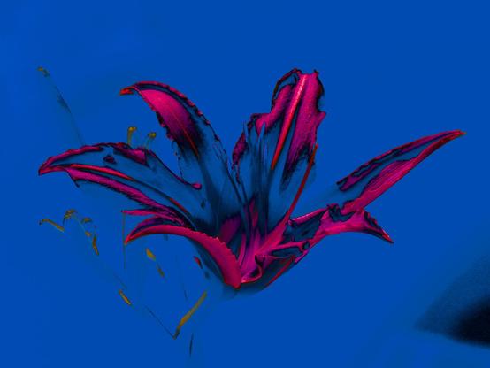 Lily color variation 4