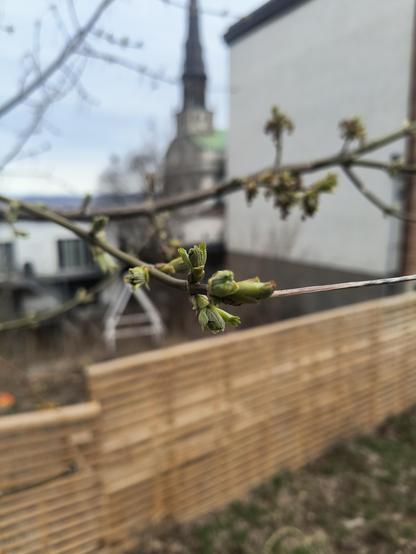 Ramita empezando a florecer con una barda de madera y la iglesia del Faubourg St-Jean-Baptiste al fondo.